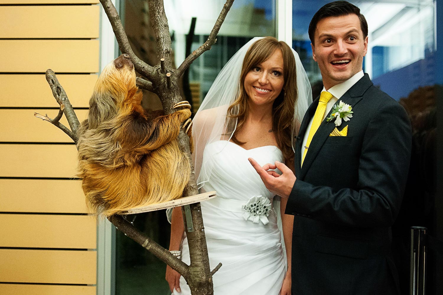 bride and groom standing next to a sloth at their Como Zoo wedding