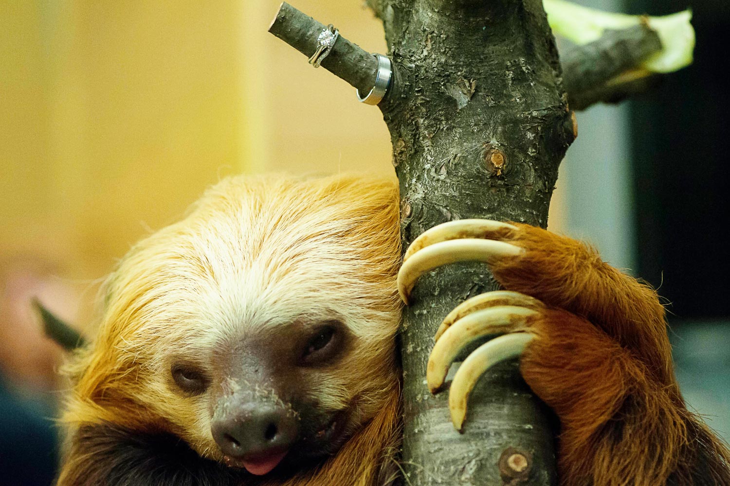 sloth at the Como Zoo wedding