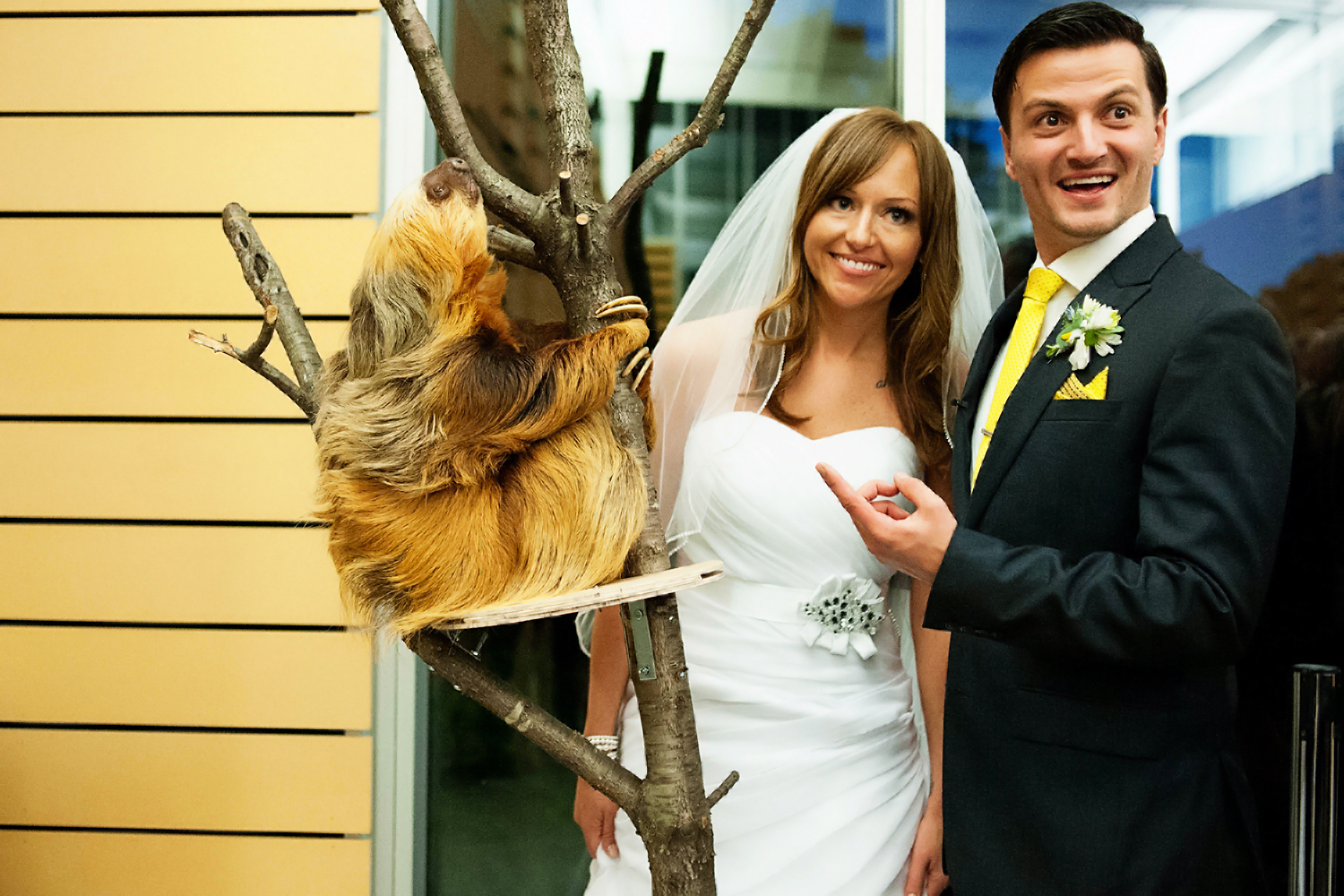 bride and groom with a sloth at como zoo in st paul