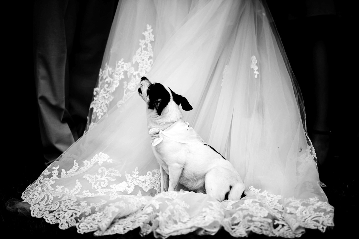 family dog sitting on the bride's dress during their summer wedding at home