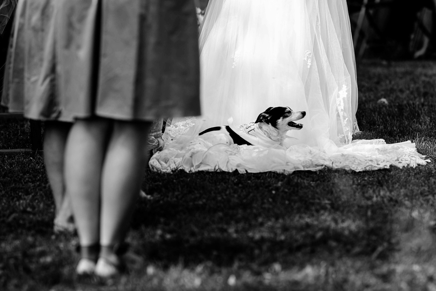 puppy sitting on the bride's dress during their summer wedding at home
