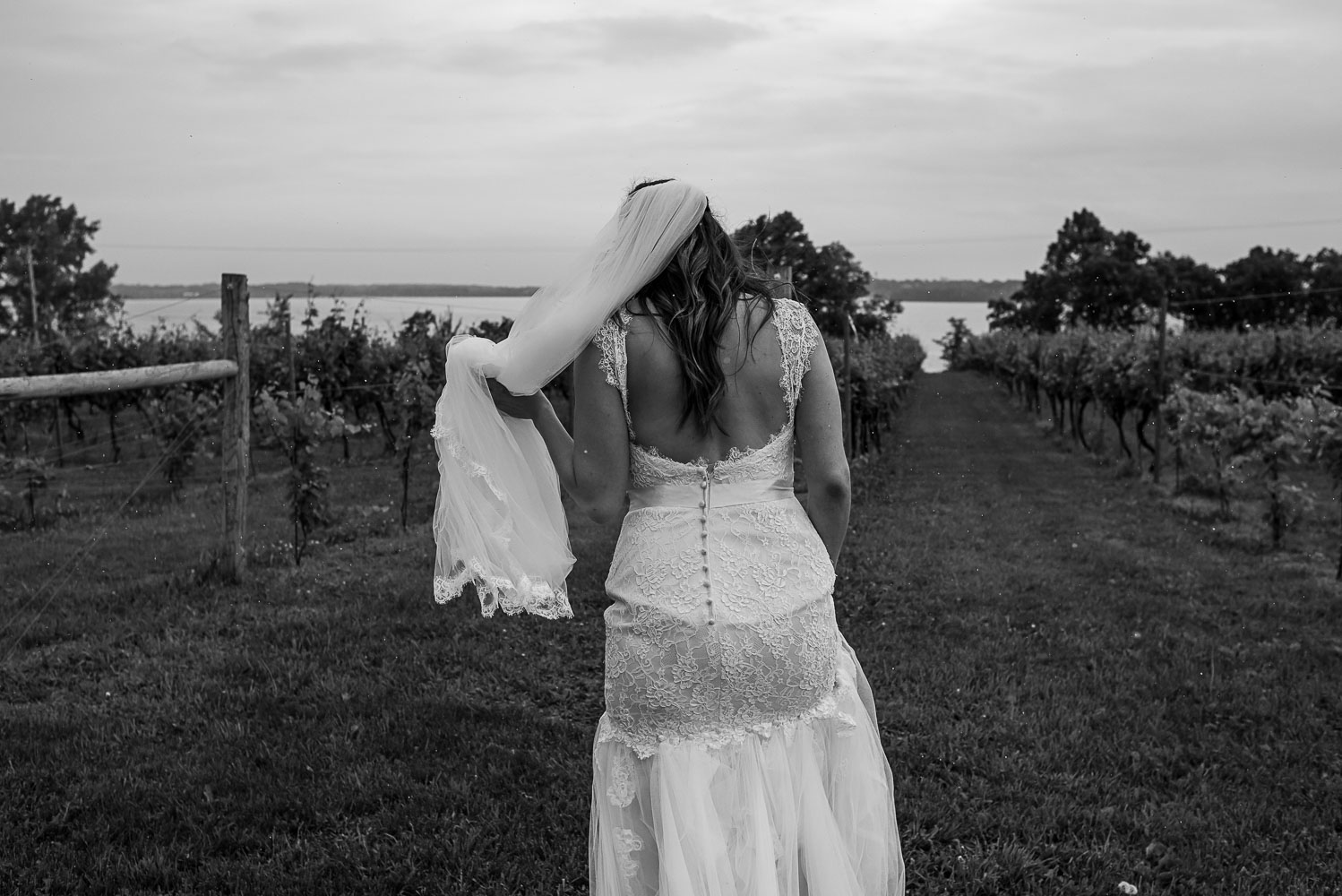 bride holding her veil and walking through the vineyard at the Winery at Sovereign Estate