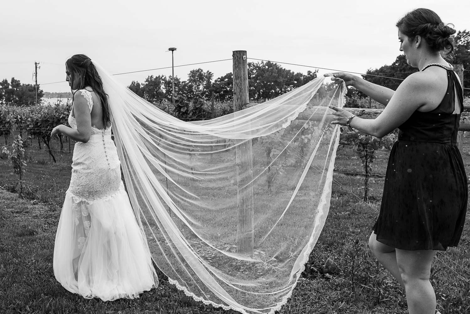 bridesmaid holding the bride's cathedral veil in the vineyard at the Winery at Sovereign Estate